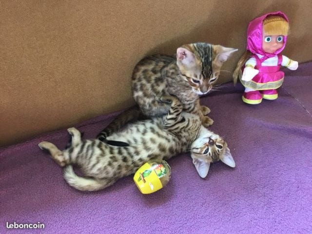 chat bengal non loof ?