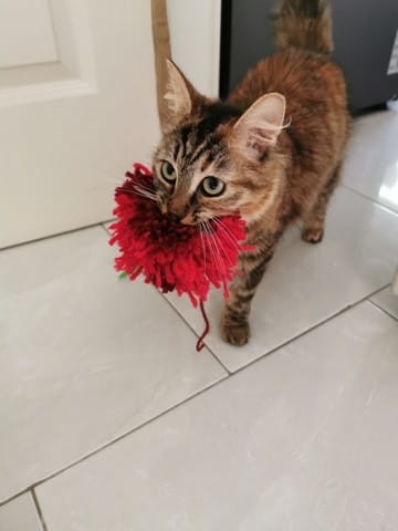 Les chats fou avec les pompons