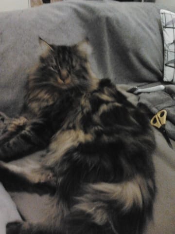 Mon maine coon me rend dingue