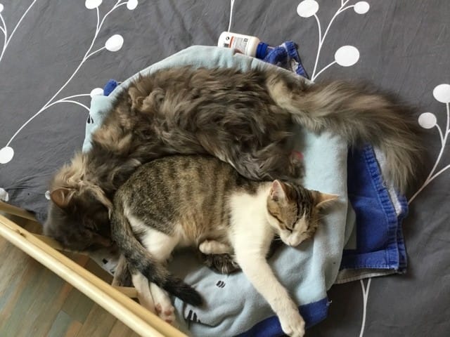 Les pires affirmations sur nos petits felins