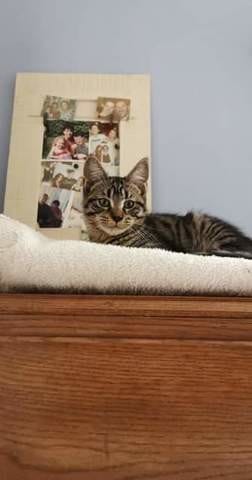 Est ce un main coon ?