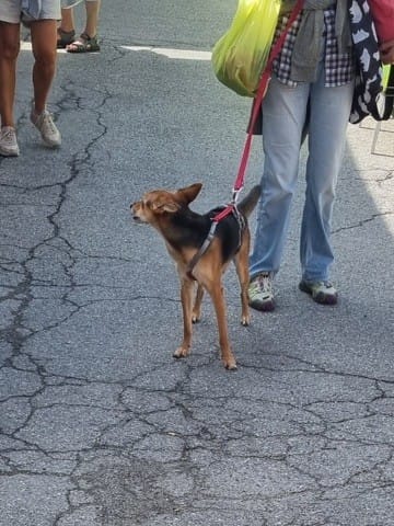 Je cherche la race de ce chien