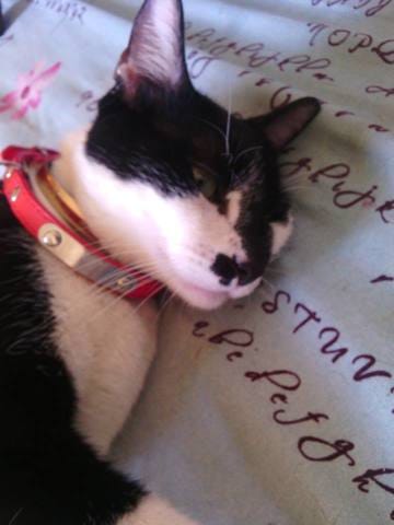 Concours du chat le plus beau