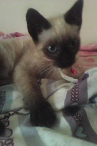 mon chat n'accepte pas ma chatte