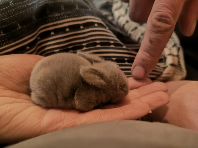 Lapereaux d'une semaine sors