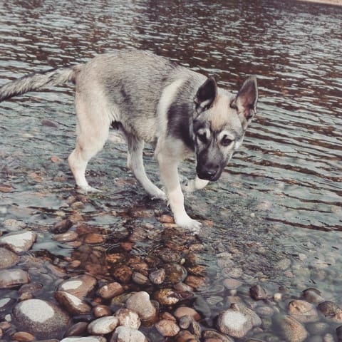 Du chien loup dans les veines ?