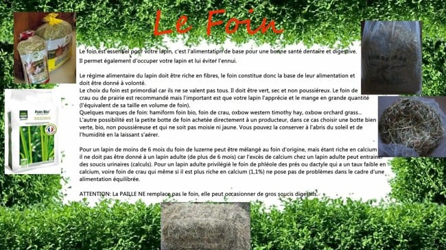 Pour de bons conseils sur les lapins