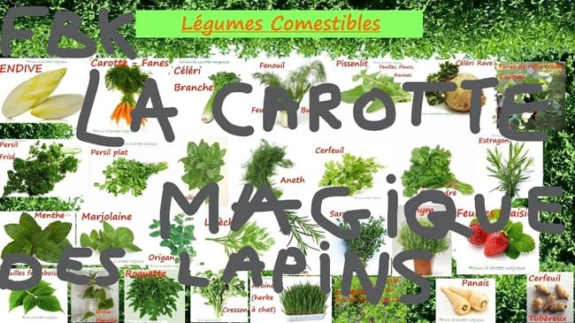 Pour bien vous informer sur les lapins
