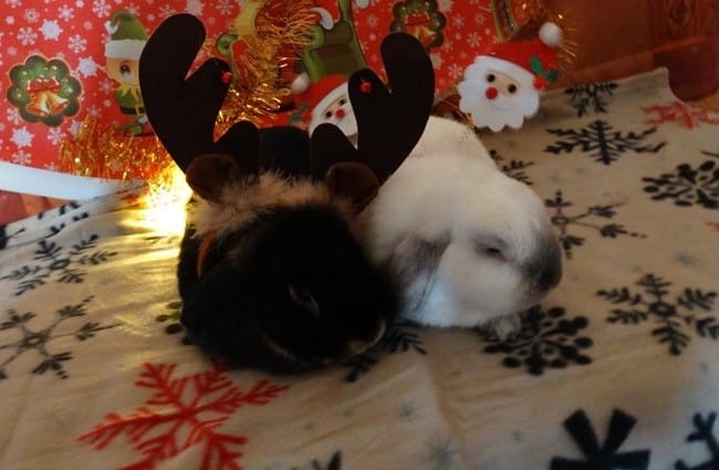 Echanges sur les lapins