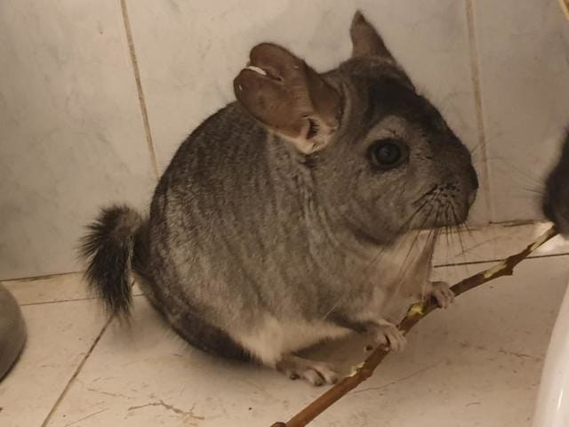 Fente oreille progressive