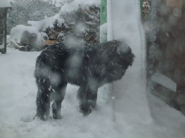 assurance pour chien