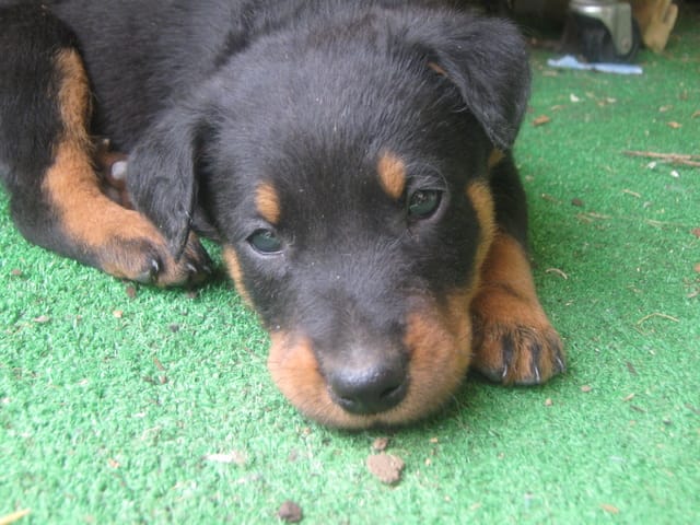 beauceron lof a reserver