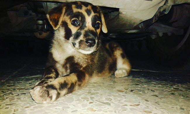 la race de ce chien ?