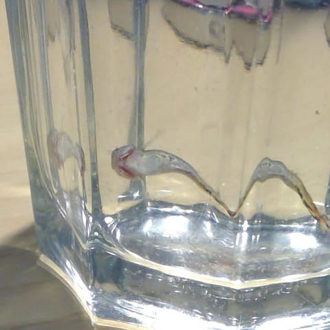 Mon guppy est sur le côté. Help !