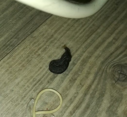 Excrements retrouvés dans mon appartement