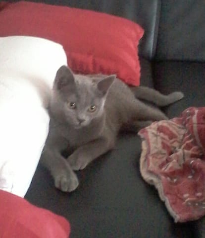 British shorthair ou chartreux?