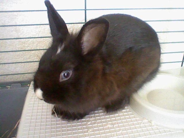 Les lapins ont-il un endroit préferé pour les caresser?