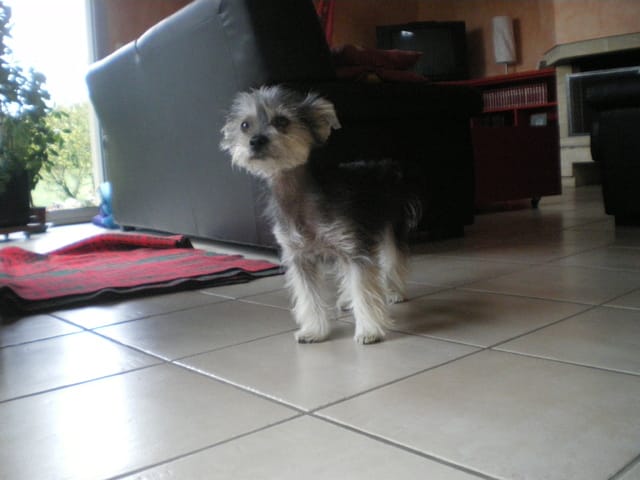 Je ne connais pas la race de mon chien ....