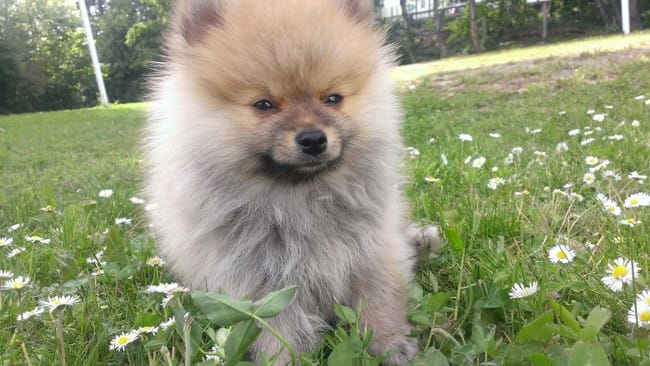 Spitz petit ou moyen ?