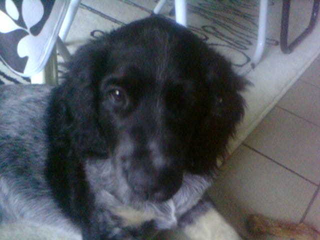 Quelle et la race de mon chien?