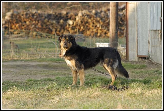 je sait enfin les origines de mon chien!!!