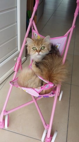 Hello ! Nous c'est Juliette et Fimi !