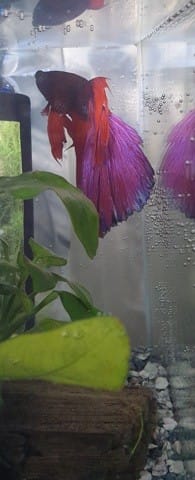 Mon betta est il malade? Décoloration...