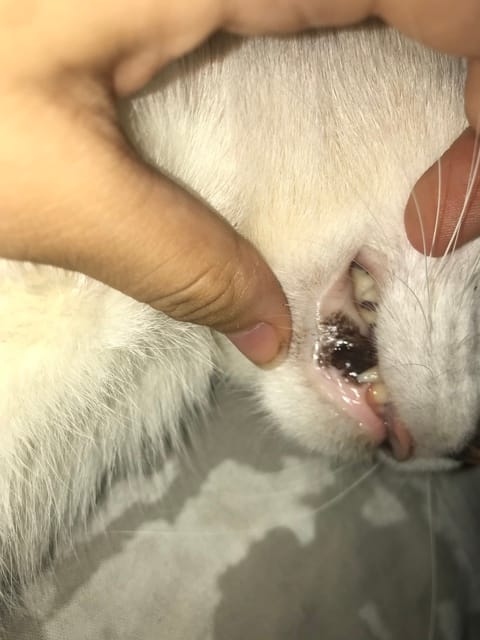Il mio gatto ha una macchia nera in bocca, è grave?