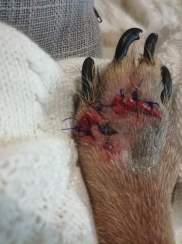 Avis sur points de sutures