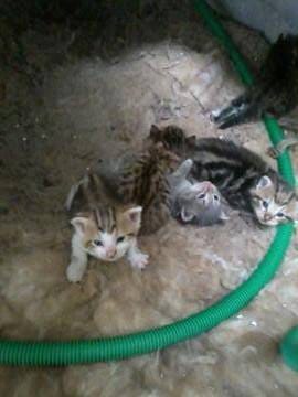 5 chatons d'environ 1 mois