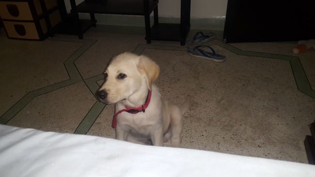 Reconnaitre le croisement d'un chien