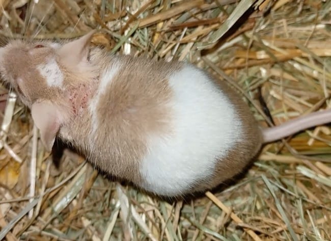 Perte de poil souris