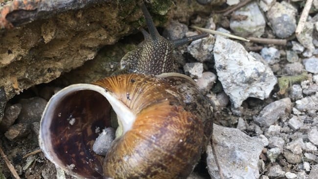 Escargot en danger..?
