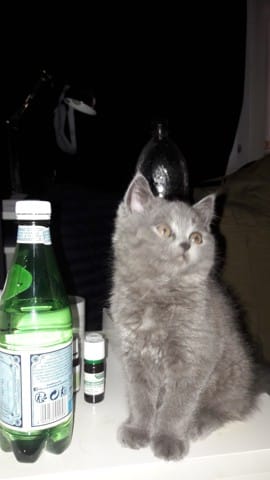 Vos avis a propos de mon chaton