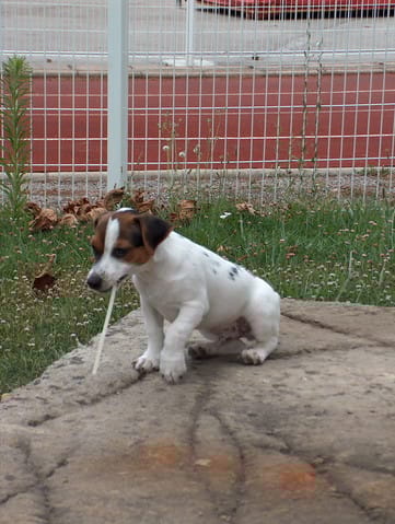 Mon chien a des allergies