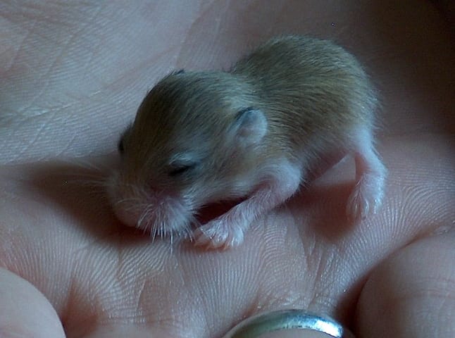 photos bébé hamster roborosvki