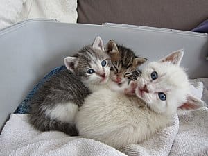 Chatons à adopter - à diffuser