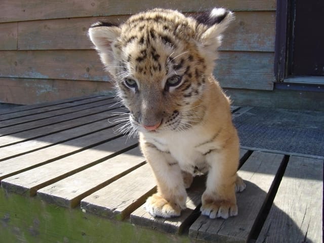 De quel race est ce chaton trouvé devant ma porte