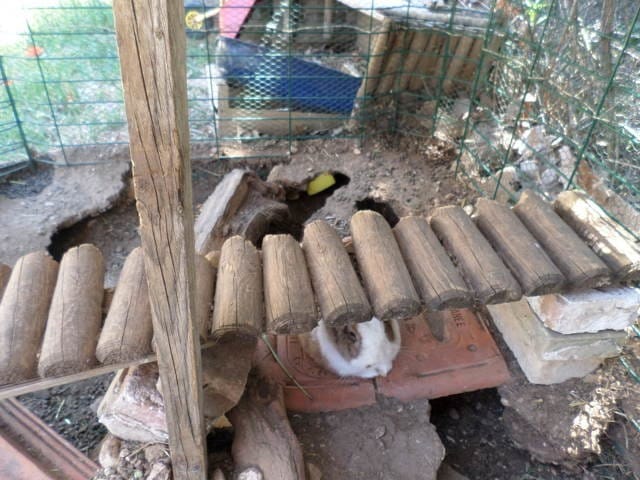 Lapine gestante probleme nid