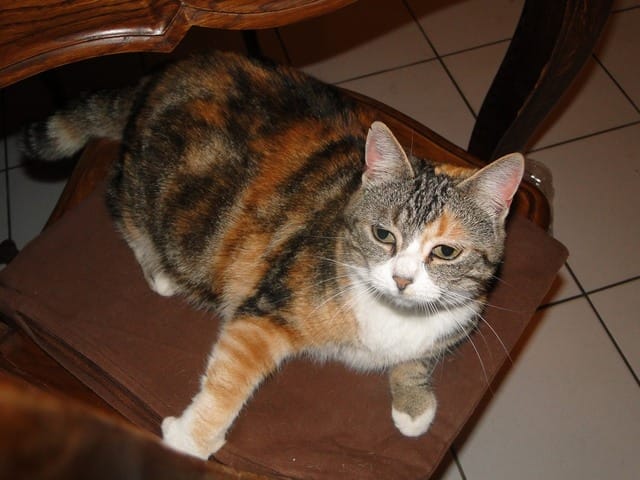 Mon chat est en état d'embonpoint 