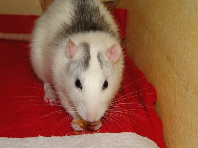 Post pour les amis des rats !