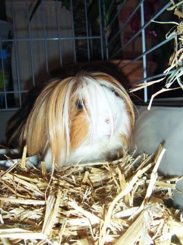 cohabitation cochons d'indes mâles