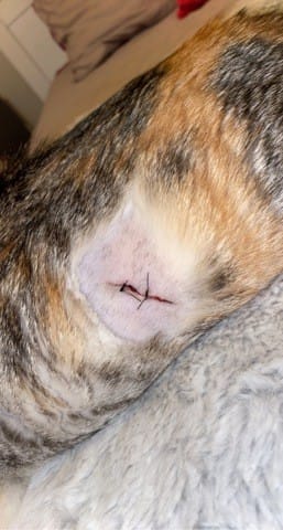 Plaie apres stérilisation chattes