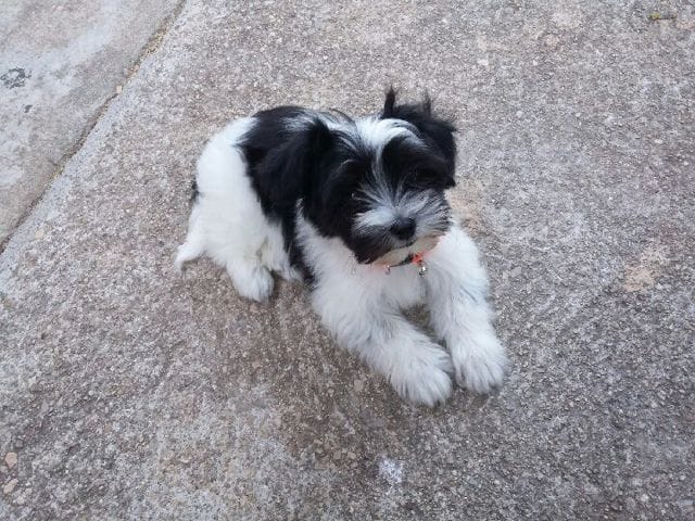 Aidez moi pour sa race et un nom svp