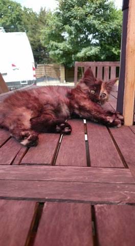 de quelle couleur est mon chaton ?