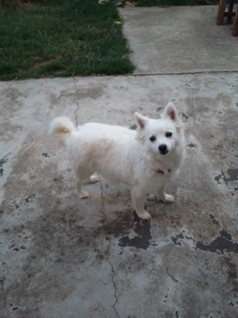 nouvelle spitz adulte à la maison