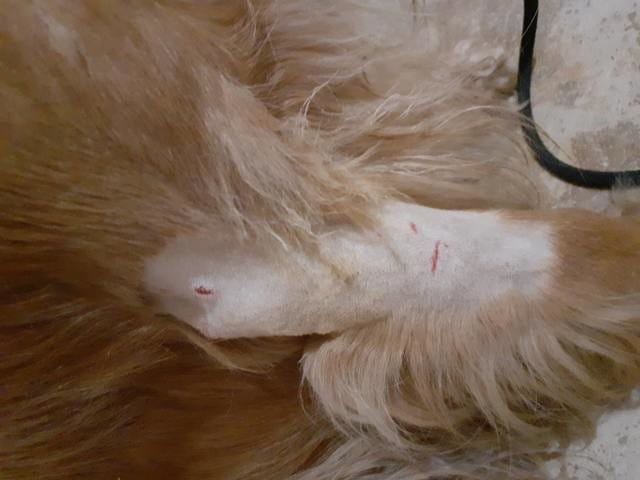 Le boxer ado qui cartonne les petits chiens ...