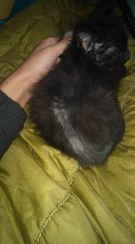 Dépigmentation chaton