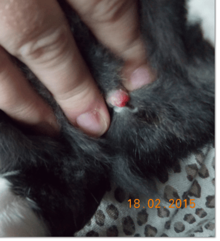 sexage de mes lapins