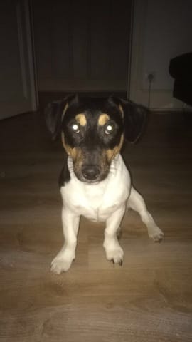 [Jack Russel] Propre la nuit mais pas le jour